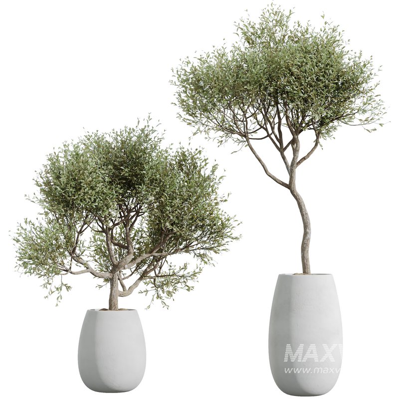 HQ HousePlants Mission Kalamata Leccino Arbequina Wilsonii Chemlali Olive Set48 - Image 3