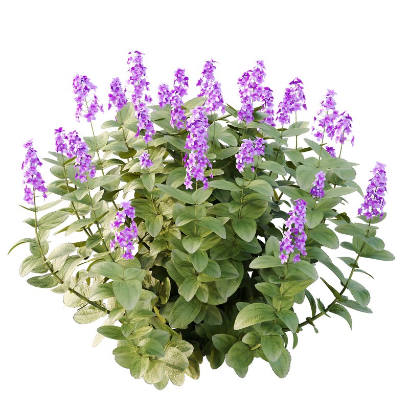 Tibouchina Semidecandra Bush 07 - Image 7