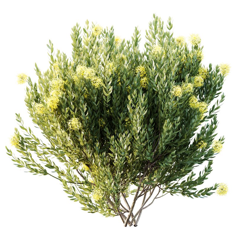 HQ Plants Ixora Jasmine Gardens Chinese Dwarf Coccinea Red Yellow Blue - Image 2