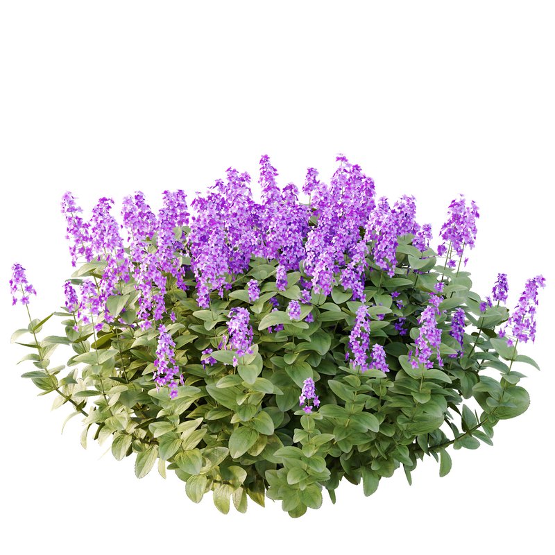 Tibouchina Semidecandra Bush 07 - Image 2