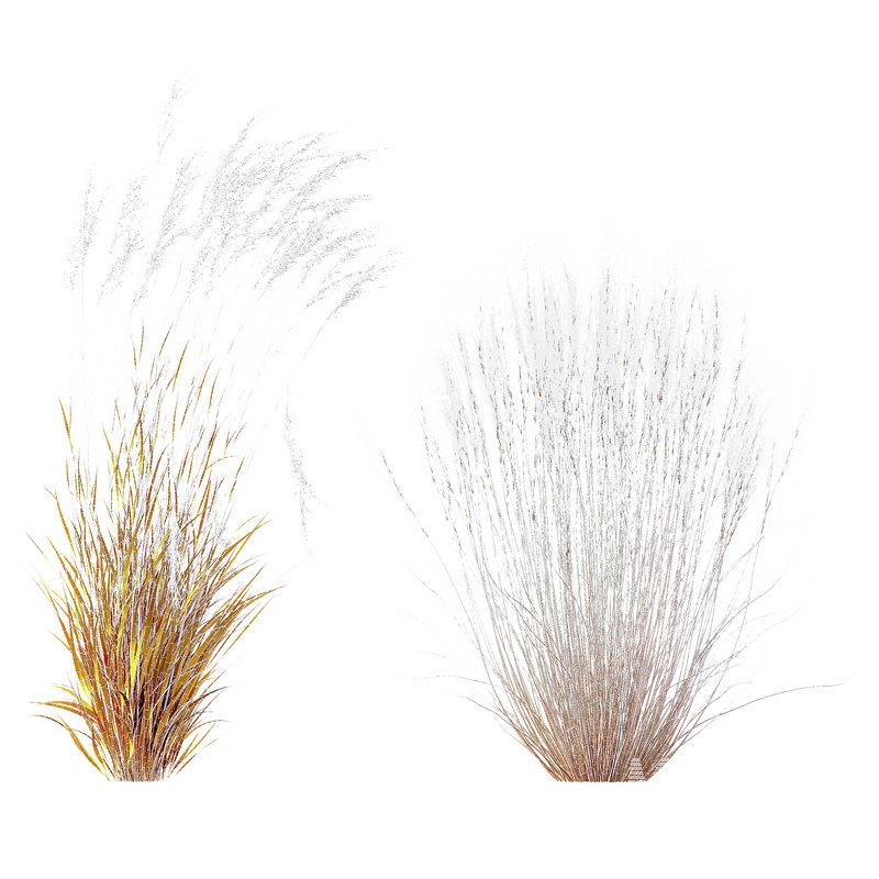 Stipa Tenuissima Ostnica Mocna Pony Tails and Molinia Caerulea Heidebraut Kleines Pfeifengras - Image 2