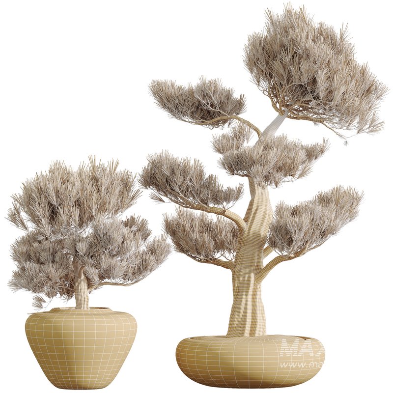 HQ HousePlants Mission Kalamata Leccino Arbequina Wilsonii Chemlali Olive Set49 - Image 2