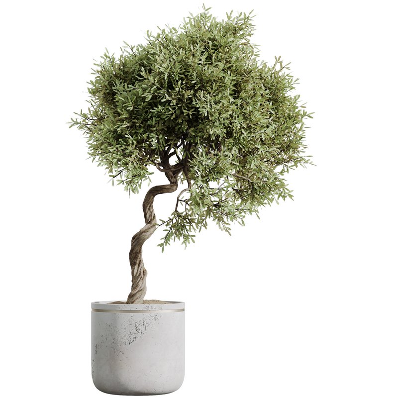 HQ HousePlants Mission Kalamata Leccino Arbequina Wilsonii Chemlali Olive Set47 - Image 2