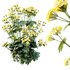 HQ Plants Alchemilla Mollis Vulgaris Flower Charming Lady Mantle - Thumbnail 3