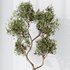 Indoor plants set 119 Olive Artificial Olivo Olea Tree and Mission Kalamata Wilsonii Chemlali Olive - Thumbnail 2