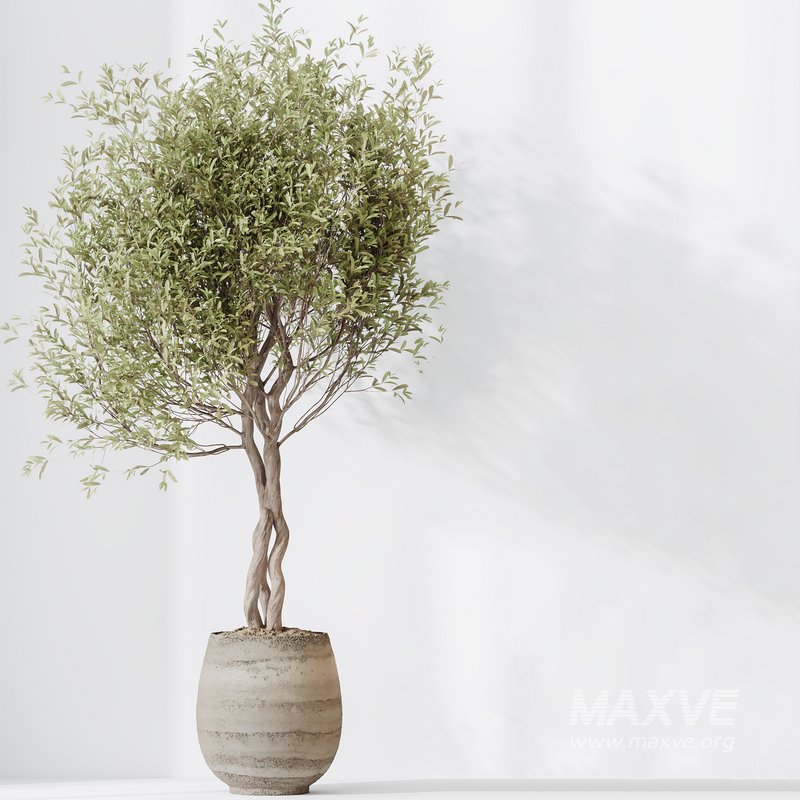 Indoor plants set 124 Mission Kalamata Leccino Arbequina Wilsonii Chemlali Olive - Image 2