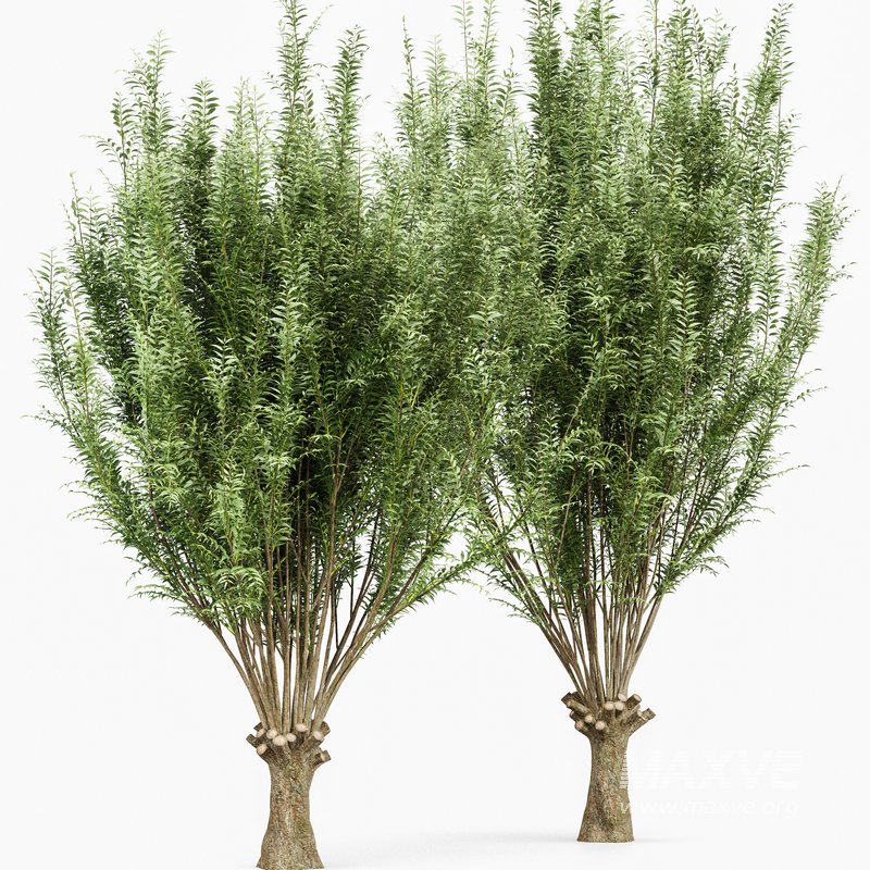 Gray alder alnus incana and Pollard willow - Image 2