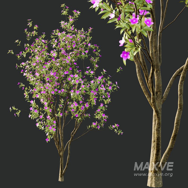 Tibouchina Semidecandra Tree02 - Image 2