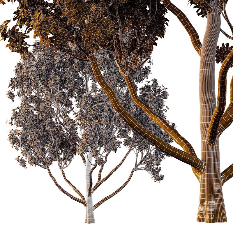 Tibouchina Semidecandra Tree11 - Image 4