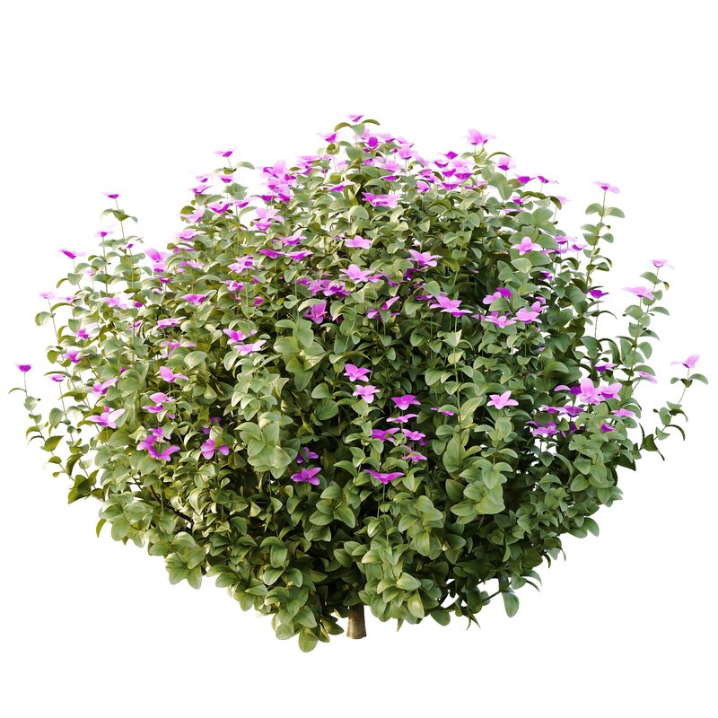 Tibouchina Semidecandra Bush 05 - Image 3