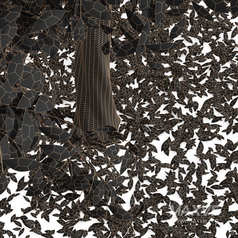 Real Tree Quercus Serrata Fall - Image 2