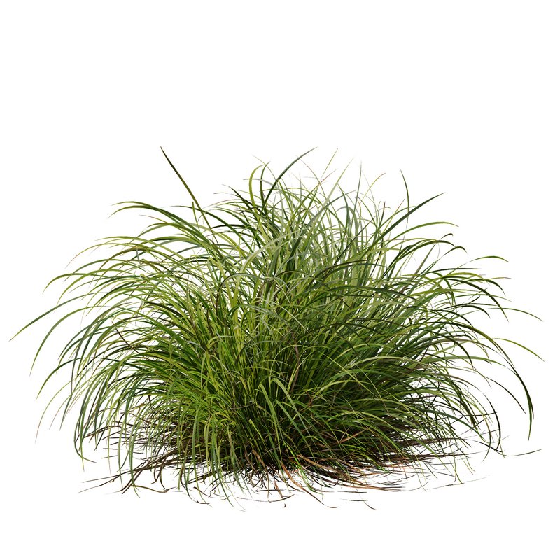 Carex Elata Aurea Grass and Molinia Caerulea - Image 3