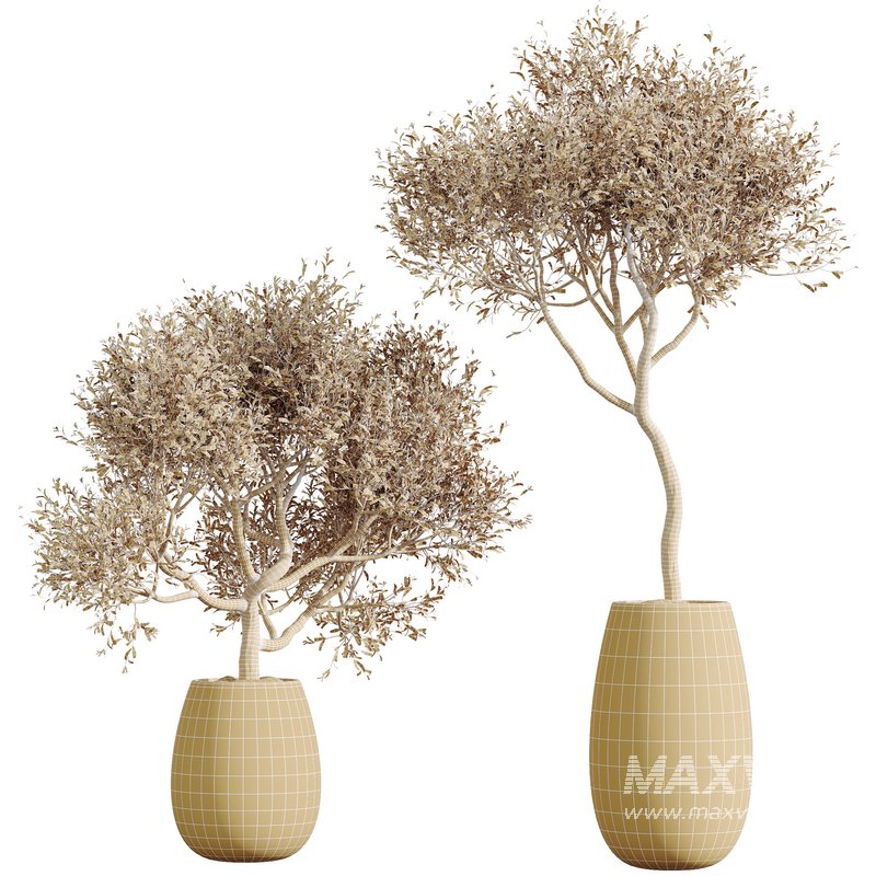 HQ HousePlants Mission Kalamata Leccino Arbequina Wilsonii Chemlali Olive Set48 - Image 2