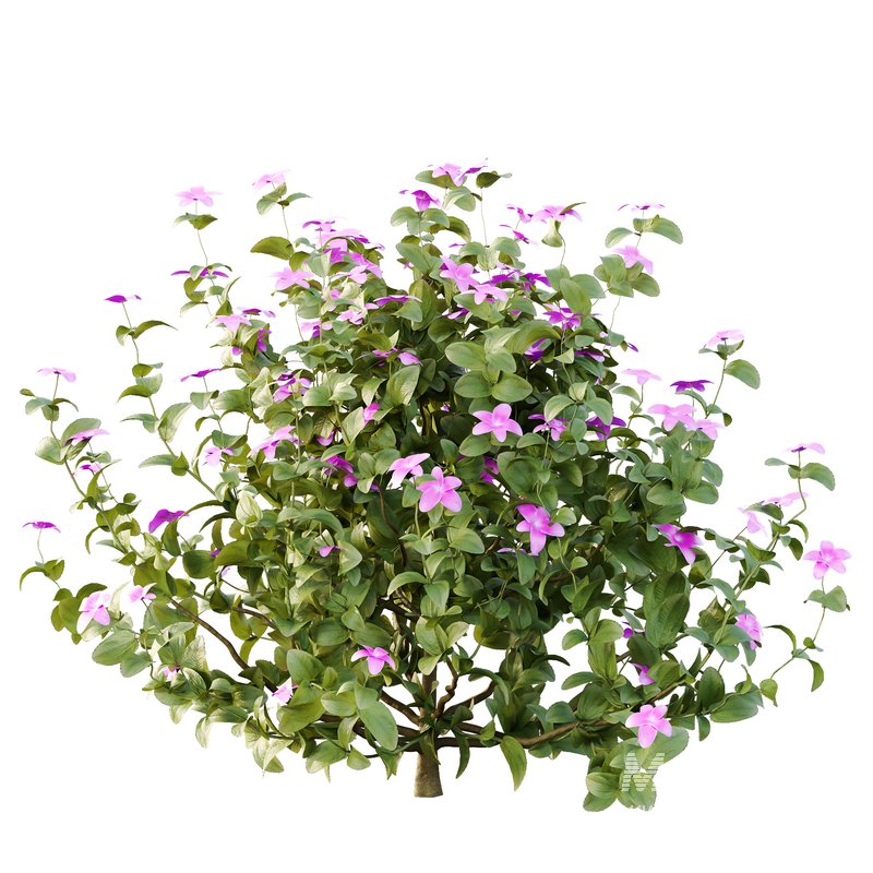 Tibouchina Semidecandra Bush 04 - Image 3