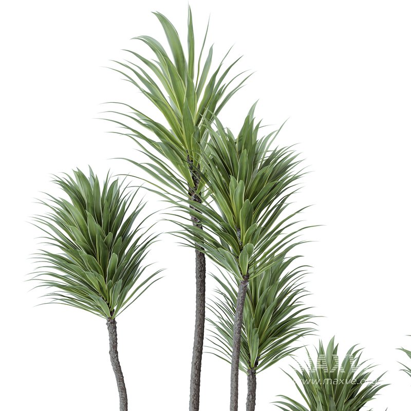 Indoor plants set 120 Cunjevoi Alocasia Jardin Brisbanensis and Mission Kalamata Olive - Image 2