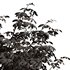 Real tree quercus serrata - Thumbnail 2