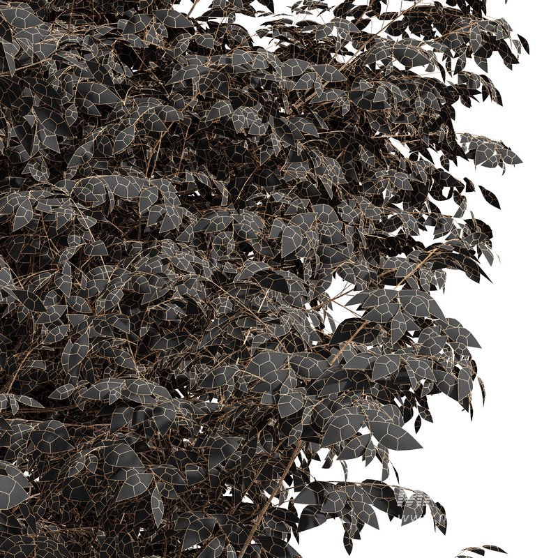 Real tree ulmus changii - Image 2