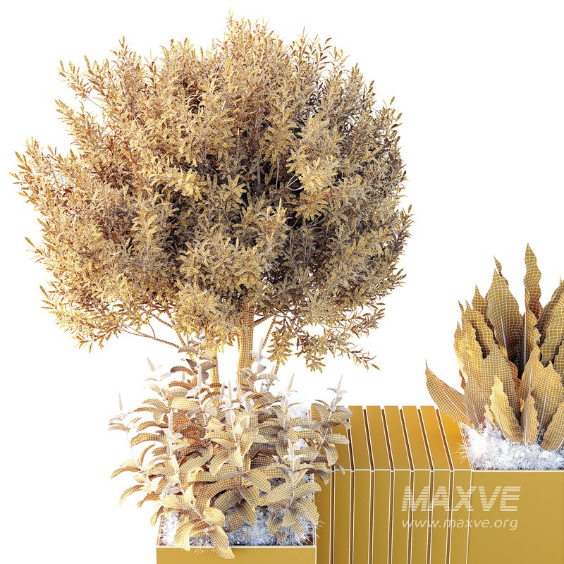 HQ Outdoor Plants Wilsonii Chemlali Olive Bench Set011 - Image 2