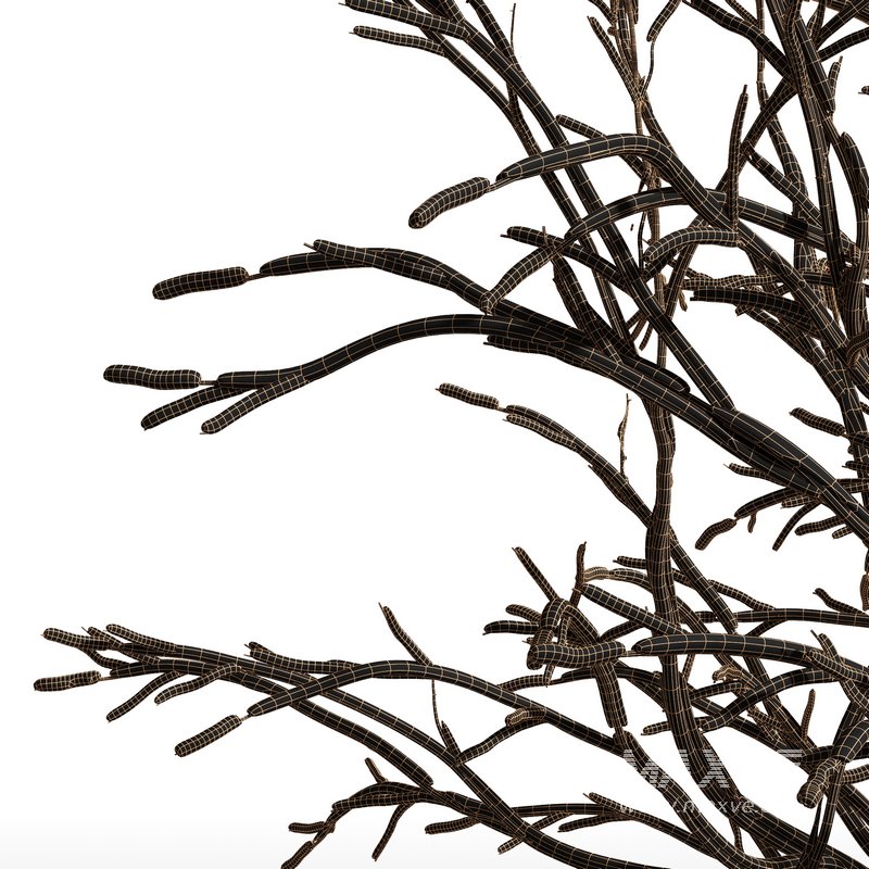 Real Tree Ulmus changii Winter - Image 2