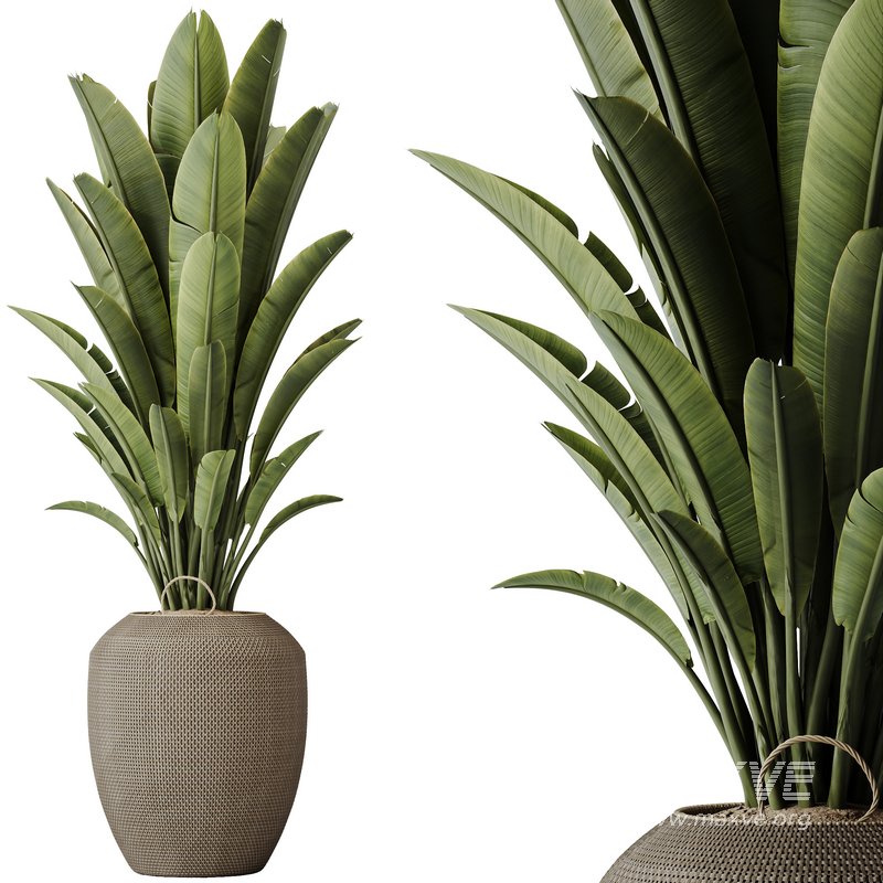 Indoor plants set 114 Spineless Yucca and Ravenala Banana Strelitzia - Image 3