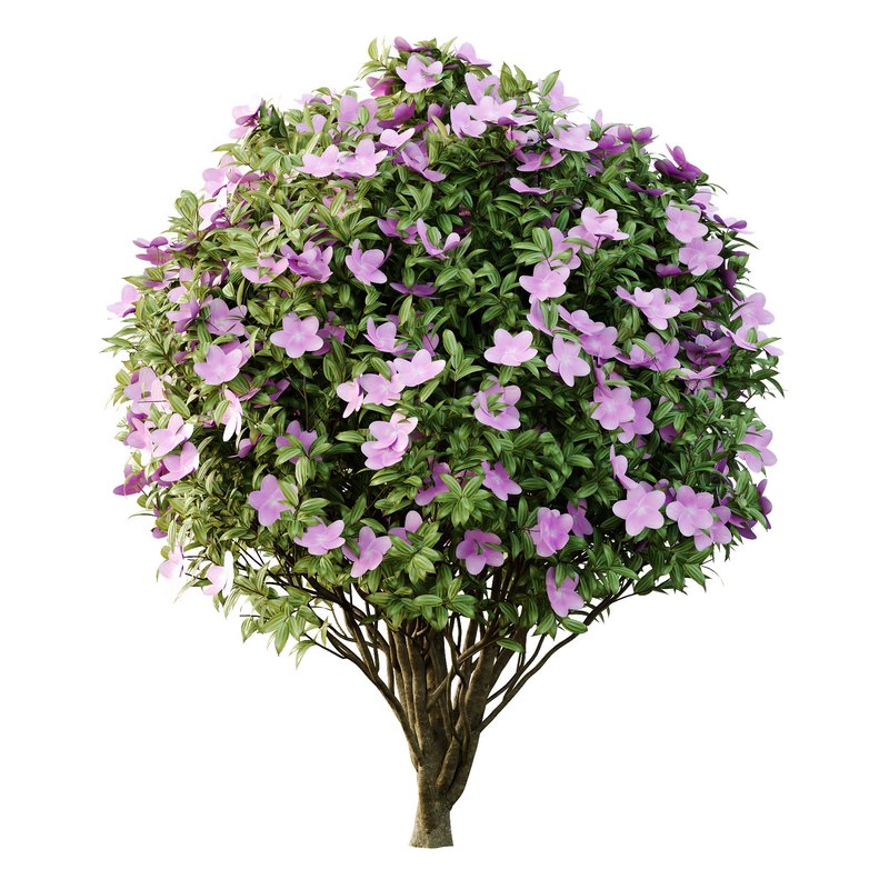 Tibouchina Semidecandra Bush 01 - Image 4