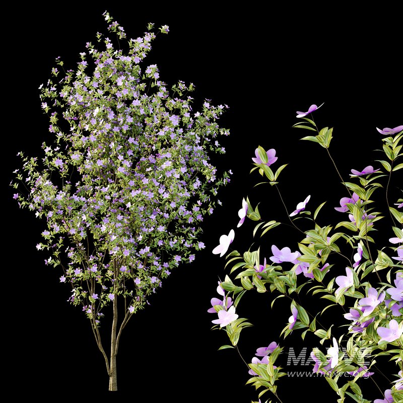 Tibouchina Semidecandra Tree01 - Image 3