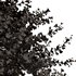 Real Tree Maidenhair Ginkgo Biloba Fall - Thumbnail 2
