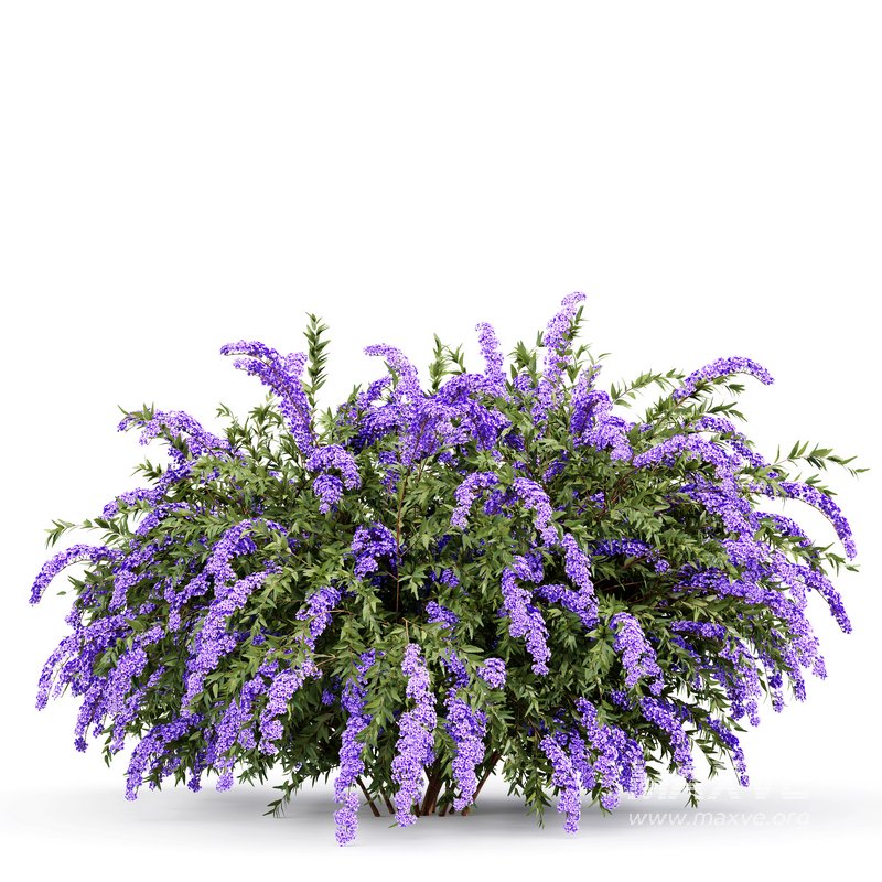 Spiraea cinerea 3 Material Grefsheim flowering shrub - Image 2