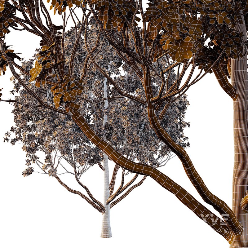 Tibouchina Semidecandra Tree10 - Image 2