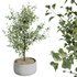 HQ HousePlants Beech Olea Europaea Olive Eucalyptu Joyplants Mini Fig - Thumbnail 3
