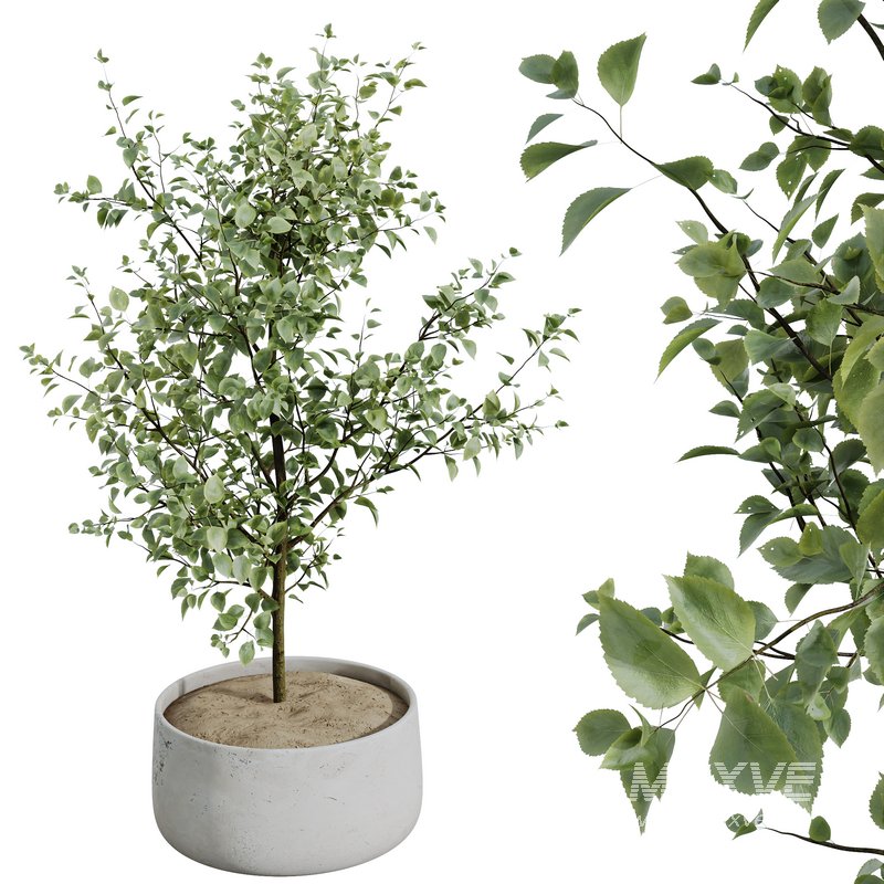HQ HousePlants Beech Olea Europaea Olive Eucalyptu Joyplants Mini Fig - Image 3