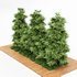 Slender Hinoki Cypress Tree Narrow Trees for Small Yards - Thumbnail 2