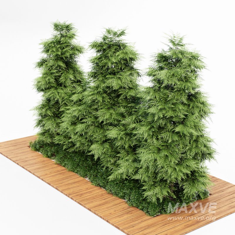 Slender Hinoki Cypress Tree Narrow Trees for Small Yards - Image 2
