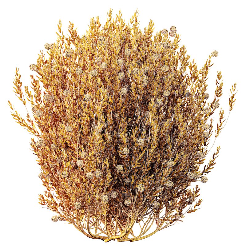 HQ Plants Ixora Jasmine Gardens Chinese Dwarf Coccinea Red Yellow Blue Set02 - Image 5