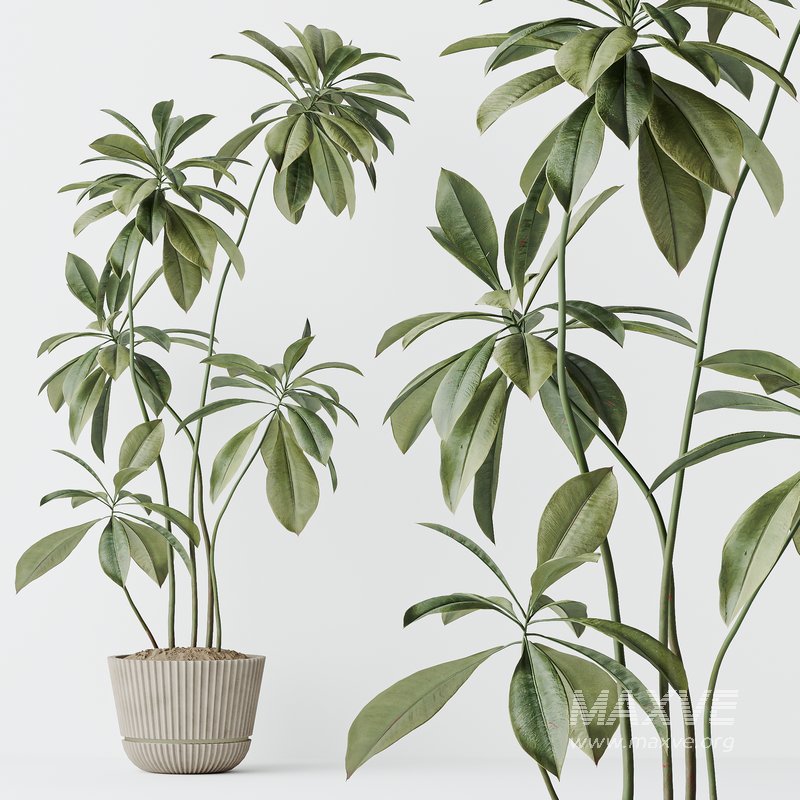 Indoor plants set 121 Dypsis Lutescens Palm and Wilsonii Chemlali Olive - Image 5