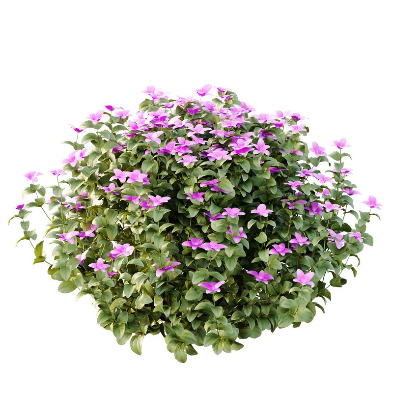 Tibouchina Semidecandra Bush 05 - Image 4