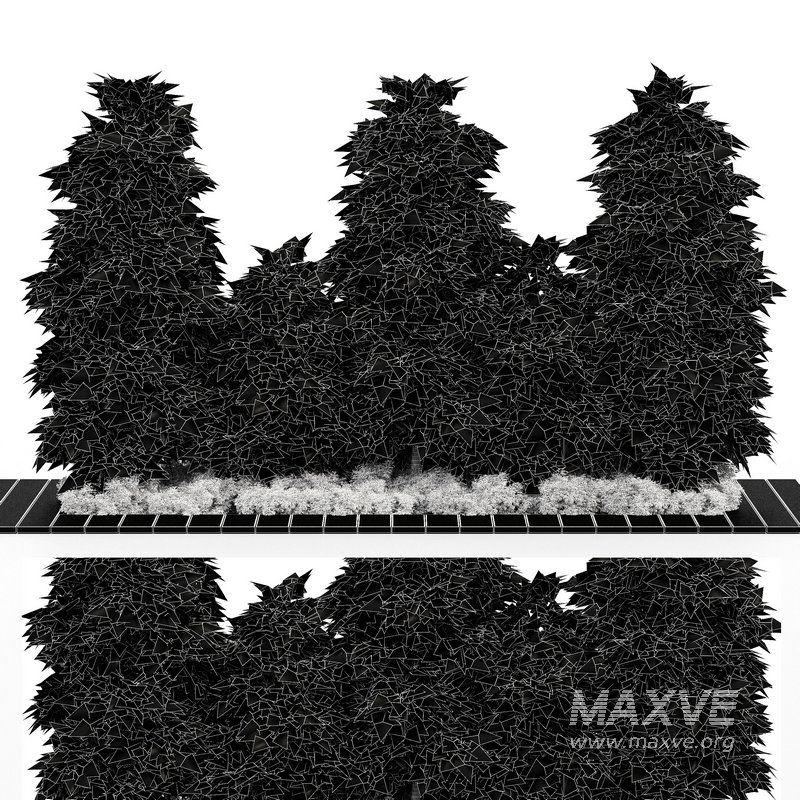 Slender Hinoki Cypress Tree Narrow Trees for Small Yards - Image 3