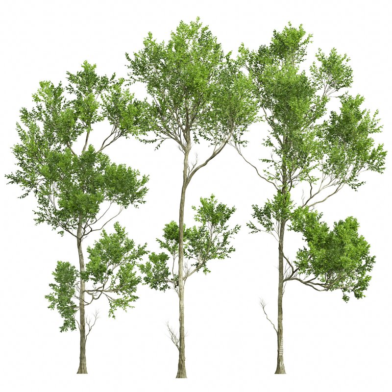 spring trees Fagus Grandifolia and Acer Pseudoplatanus - Image 3