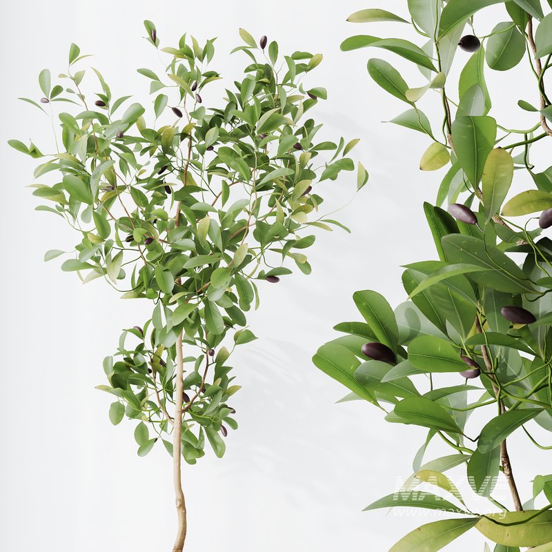 Indoor plants set 114 Spineless Yucca and Ravenala Banana Strelitzia - Image 6