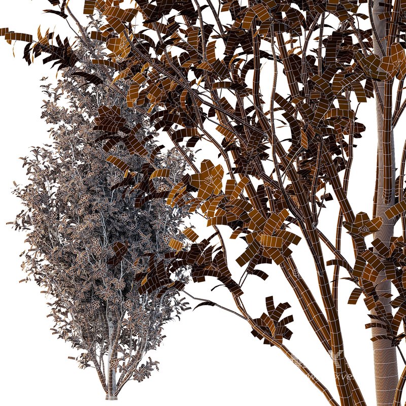 Tibouchina Semidecandra Tree07 - Image 5