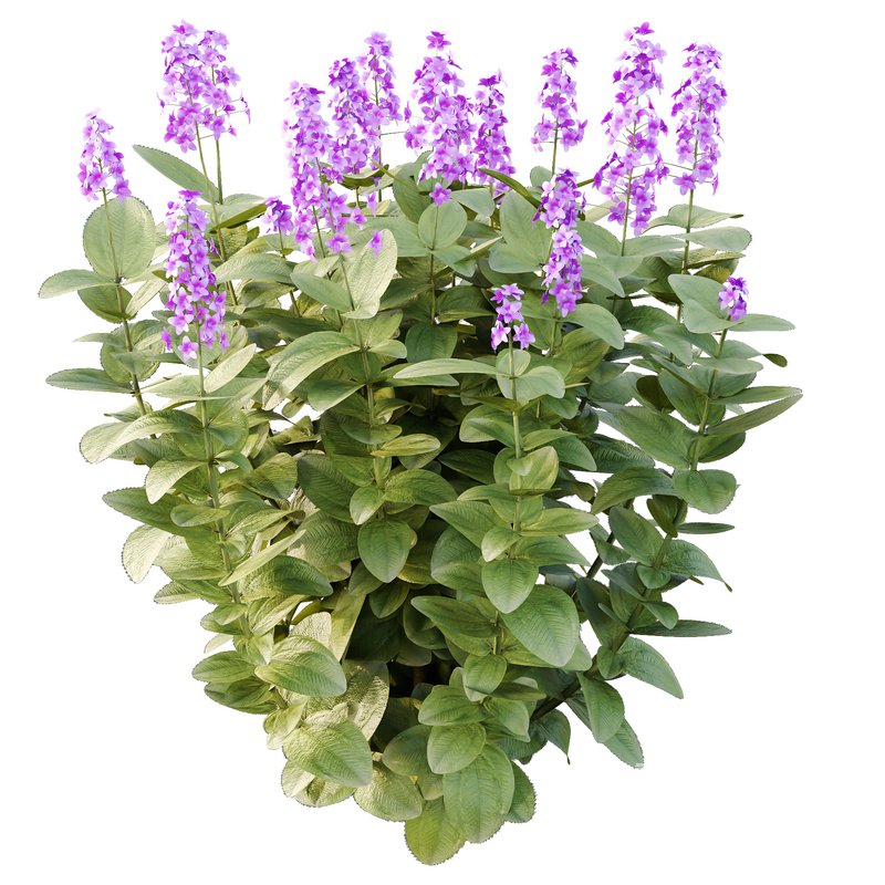 Tibouchina Semidecandra Bush 07 - Image 3