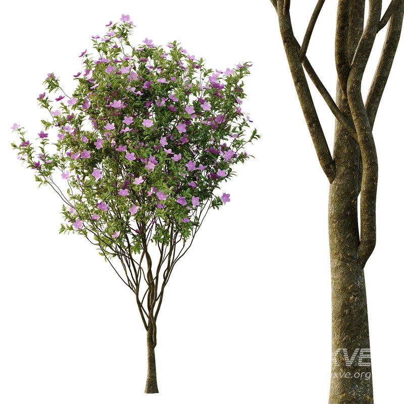 Tibouchina Semidecandra Tree06 - Image 5