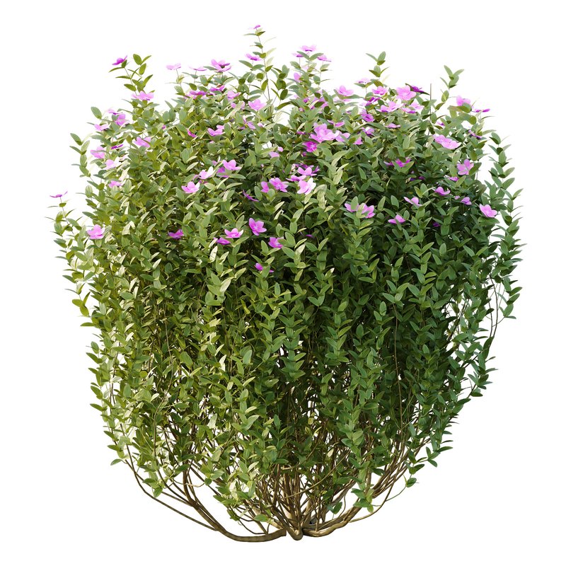 Tibouchina Semidecandra Bush 02 - Image 5