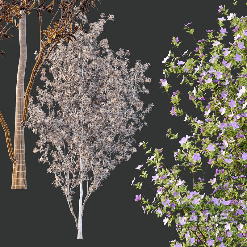 Tibouchina Semidecandra Tree01 - Image 5