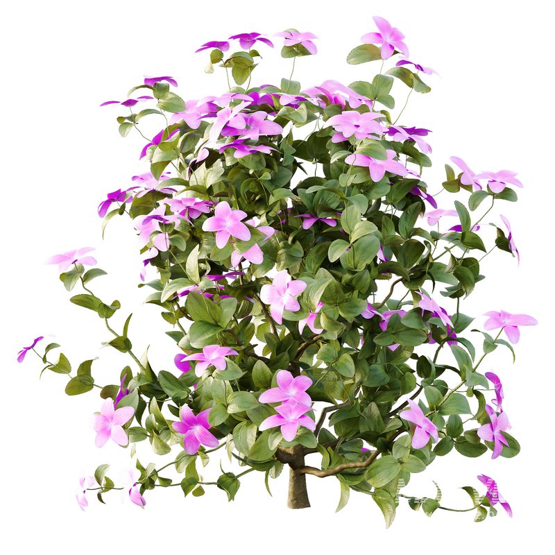 Tibouchina Semidecandra Bush 04 - Image 5