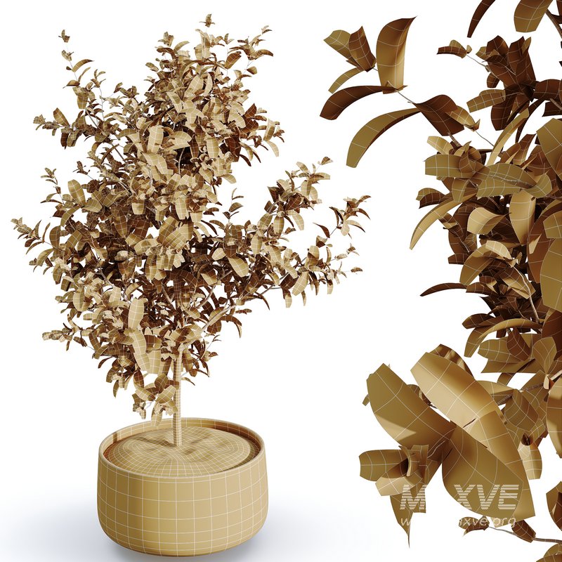 HQ HousePlants Beech Olea Europaea Olive Eucalyptu Joyplants Mini Fig - Image 5