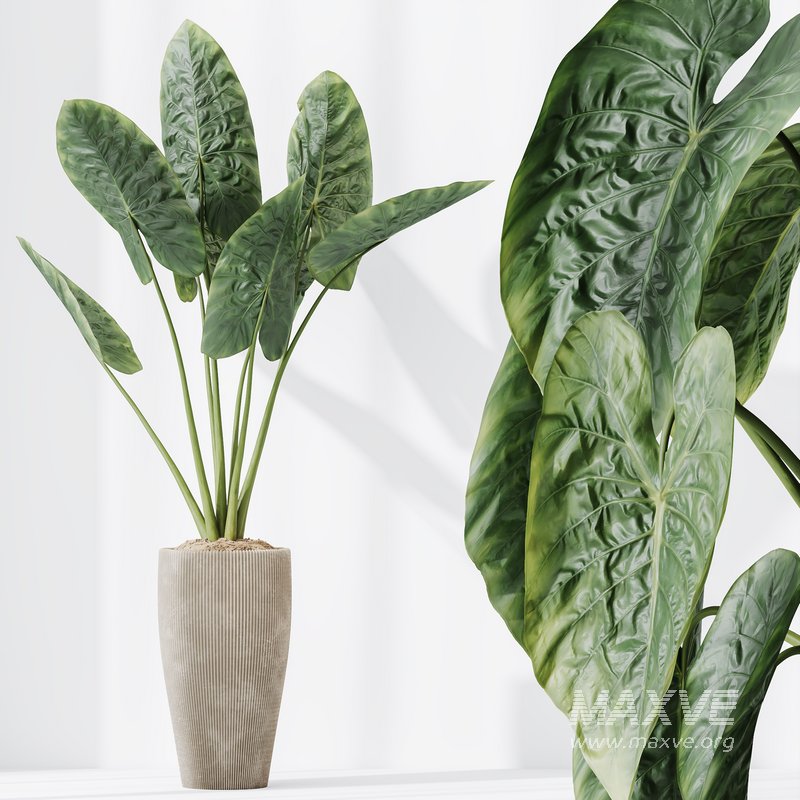 Indoor plants set 120 Cunjevoi Alocasia Jardin Brisbanensis and Mission Kalamata Olive - Image 3