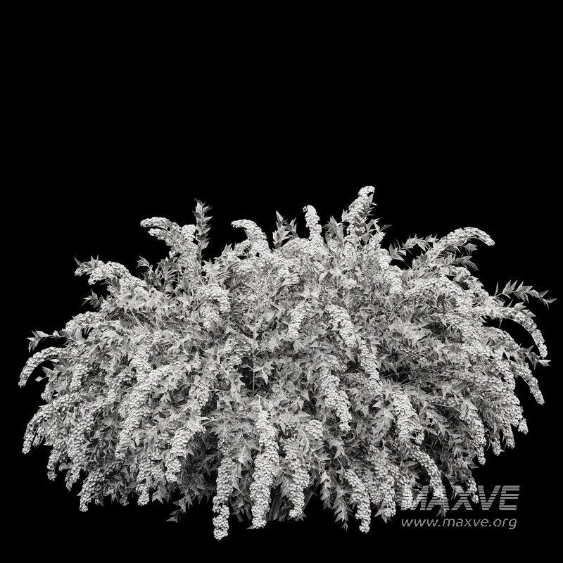 Spiraea cinerea 3 Material Grefsheim flowering shrub - Image 3