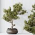 Indoor plants set 117 Bonsai Pinus Pentaphylla Thunbergii and Mission Kalamata Wilsonii Olive - Thumbnail 5