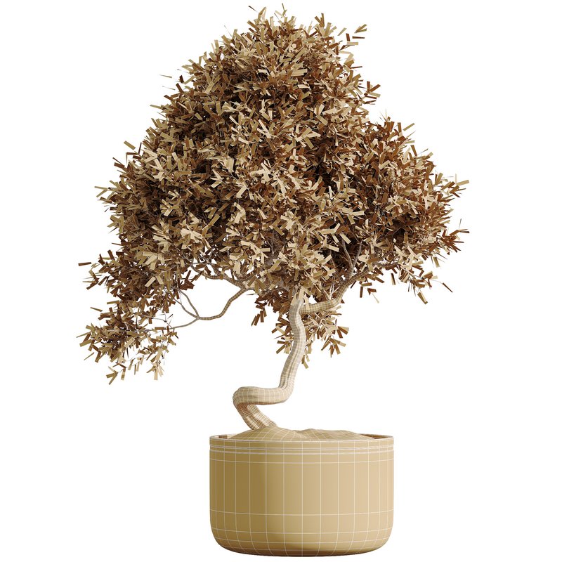 HQ HousePlants Mission Kalamata Leccino Arbequina Wilsonii Chemlali Olive Set47 - Image 3